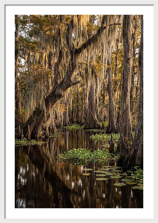 Golden Hour In The Bayou