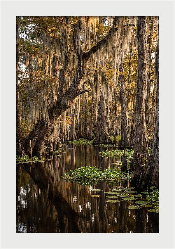 Golden Hour In The Bayou