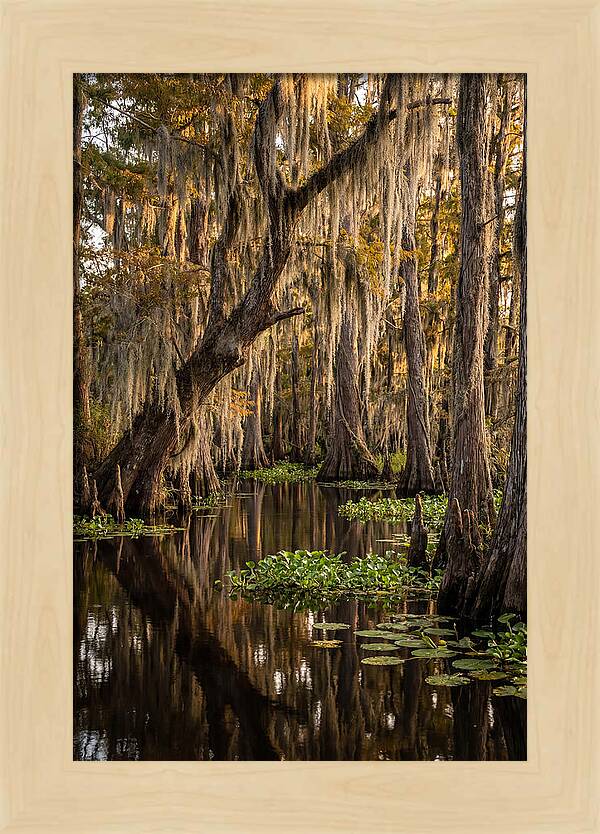 Golden Hour In The Bayou