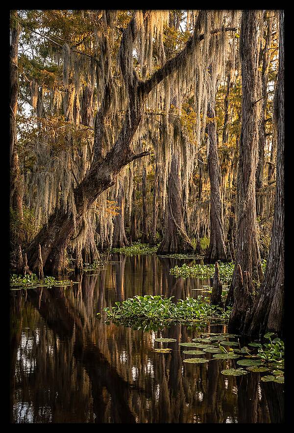 Golden Hour In The Bayou
