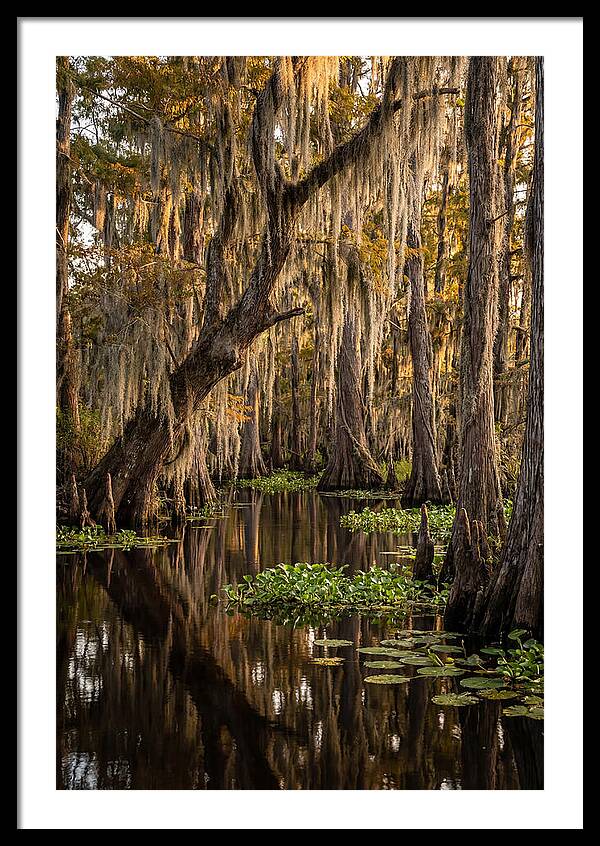 Golden Hour In The Bayou