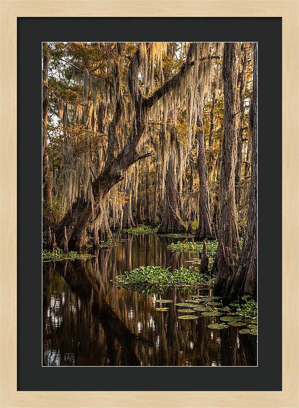 Golden Hour In The Bayou