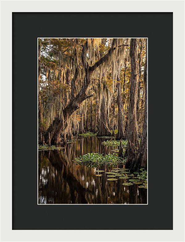 Golden Hour In The Bayou