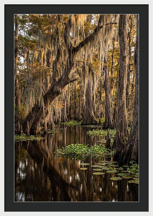 Golden Hour In The Bayou