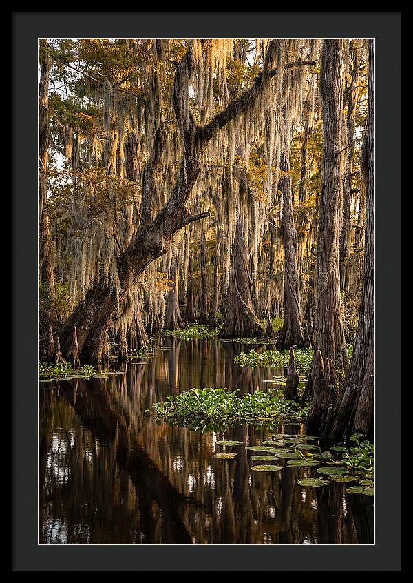 Golden Hour In The Bayou