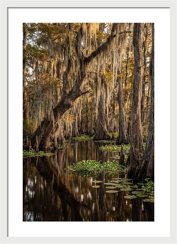 Golden Hour In The Bayou