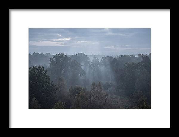 Golden Hour Mist In Forest