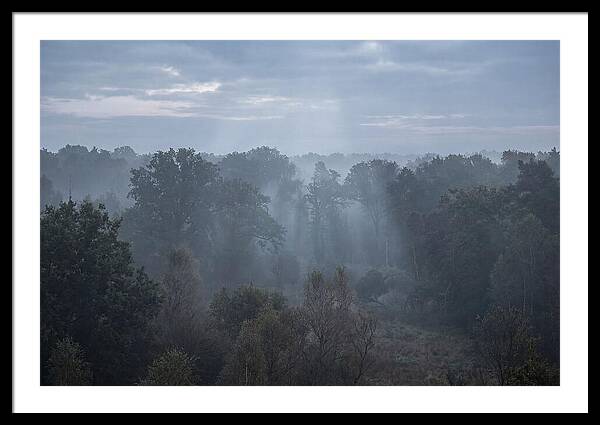 Golden Hour Mist In Forest