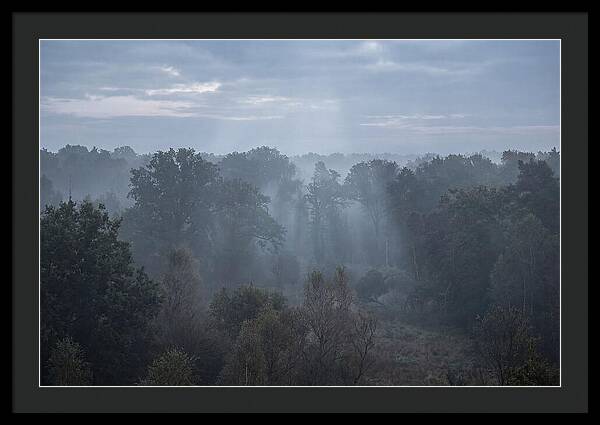 Golden Hour Mist In Forest