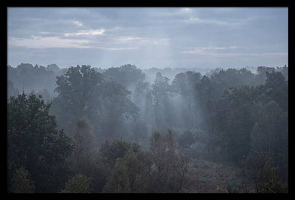 Golden Hour Mist In Forest