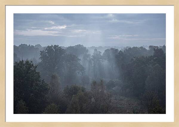 Golden Hour Mist In Forest