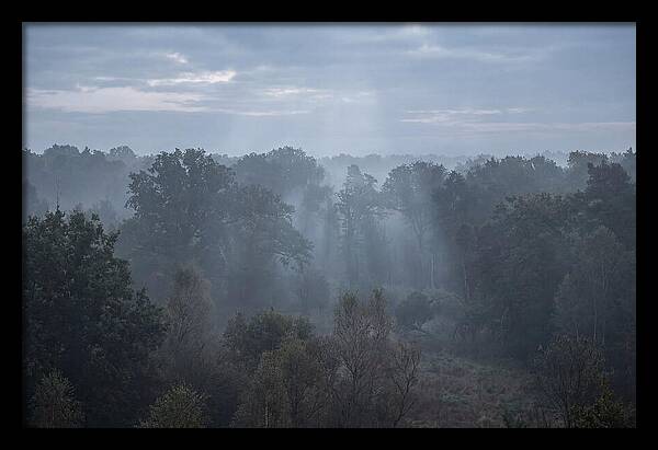 Golden Hour Mist In Forest