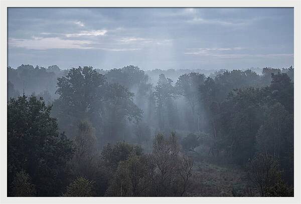Golden Hour Mist In Forest