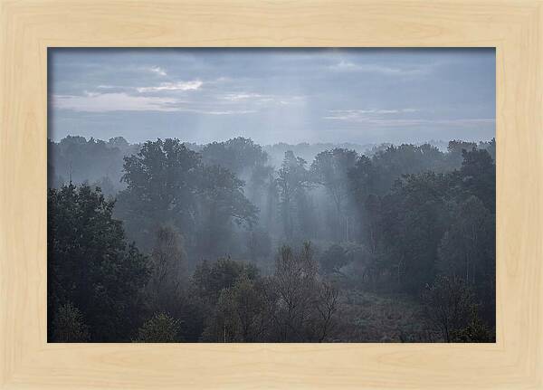 Golden Hour Mist In Forest