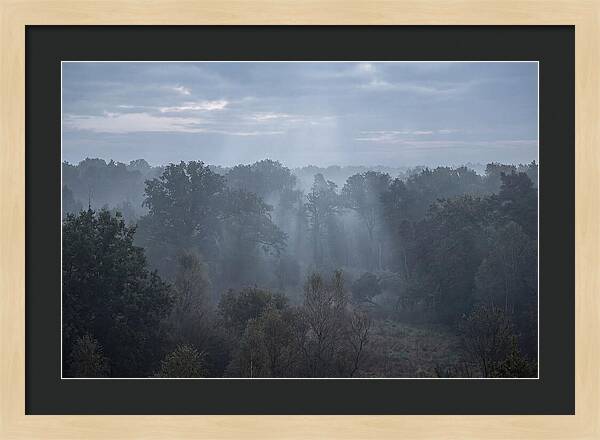 Golden Hour Mist In Forest