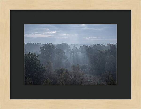 Golden Hour Mist In Forest