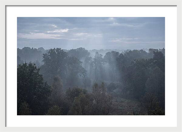 Golden Hour Mist In Forest