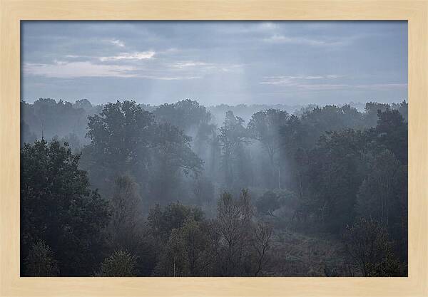 Golden Hour Mist In Forest