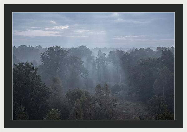 Golden Hour Mist In Forest