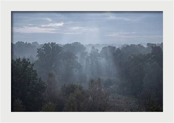 Golden Hour Mist In Forest