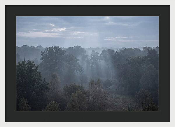 Golden Hour Mist In Forest