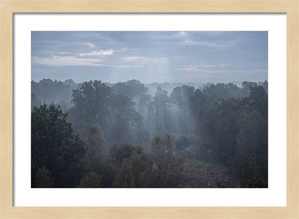 Golden Hour Mist In Forest