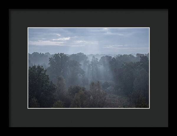 Golden Hour Mist In Forest