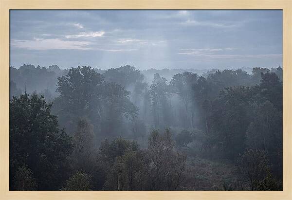 Golden Hour Mist In Forest