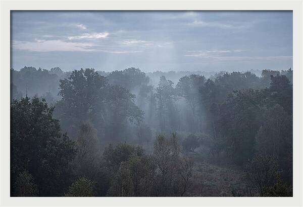 Golden Hour Mist In Forest
