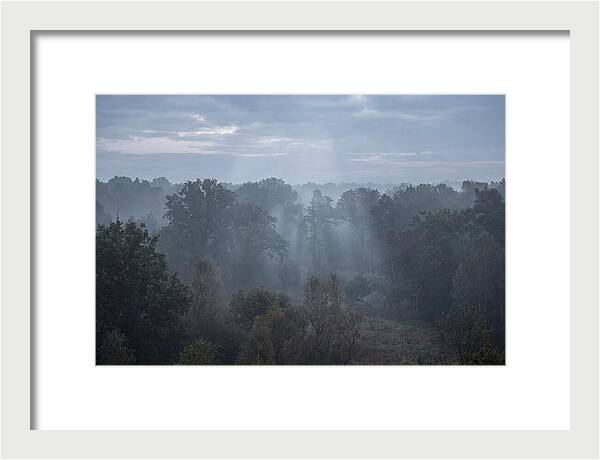 Golden Hour Mist In Forest