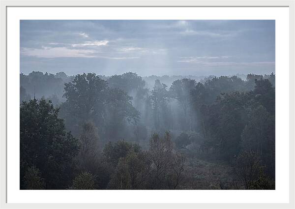Golden Hour Mist In Forest