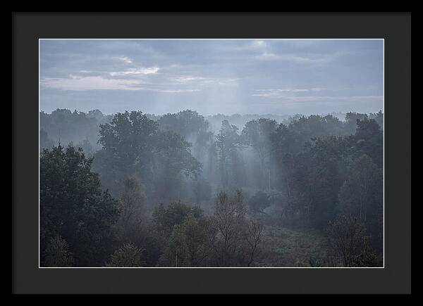 Golden Hour Mist In Forest
