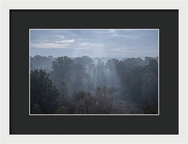 Golden Hour Mist In Forest
