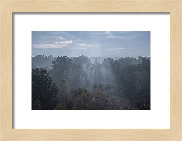 Golden Hour Mist In Forest