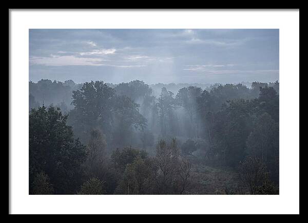 Golden Hour Mist In Forest