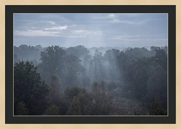 Golden Hour Mist In Forest