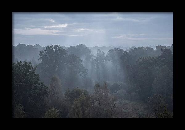 Golden Hour Mist In Forest