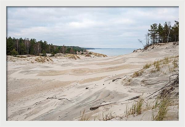 Golden Hour Over Curonian Spit Dunes