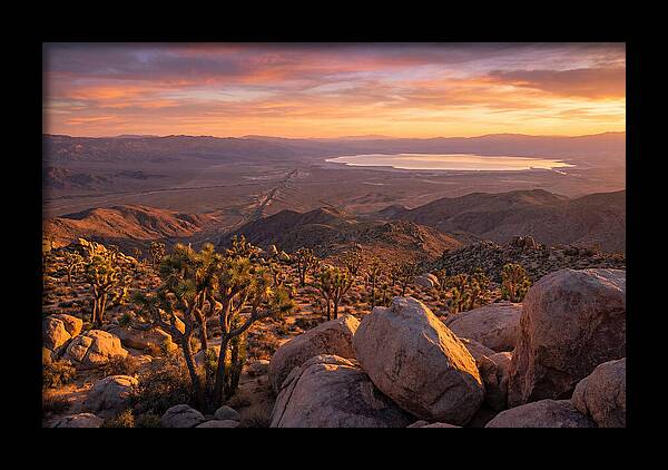 Golden Hour Over Joshua Tree