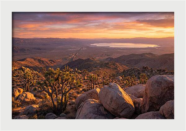 Golden Hour Over Joshua Tree