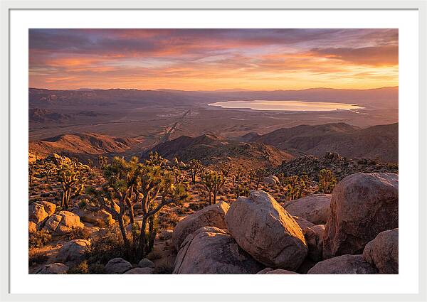Golden Hour Over Joshua Tree