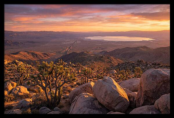 Golden Hour Over Joshua Tree