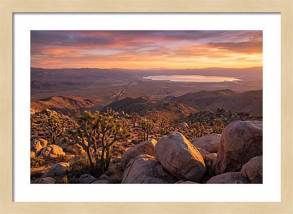 Golden Hour Over Joshua Tree