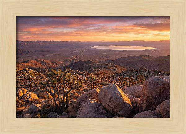 Golden Hour Over Joshua Tree