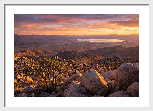 Golden Hour Over Joshua Tree