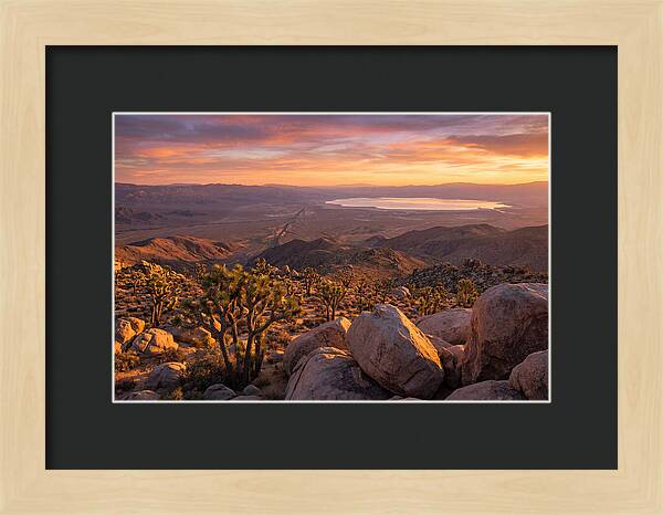 Golden Hour Over Joshua Tree