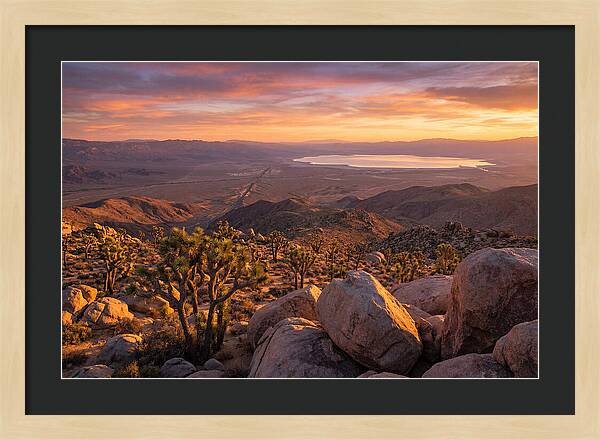Golden Hour Over Joshua Tree