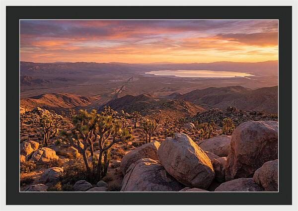 Golden Hour Over Joshua Tree