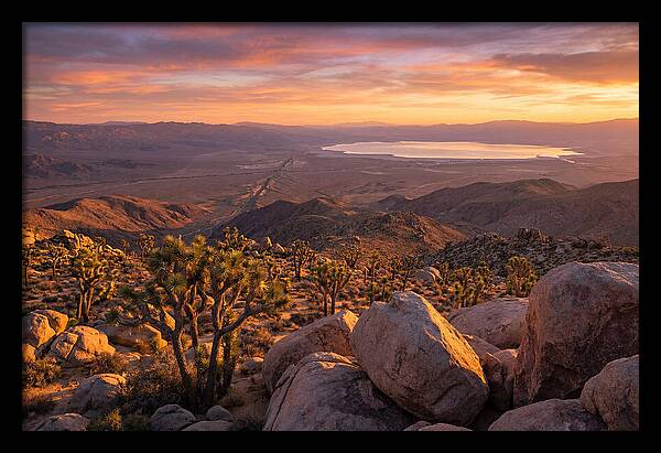 Golden Hour Over Joshua Tree
