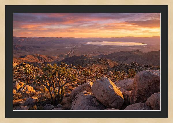 Golden Hour Over Joshua Tree